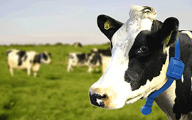 沅力科技为猪牛羊穿上的智能设备