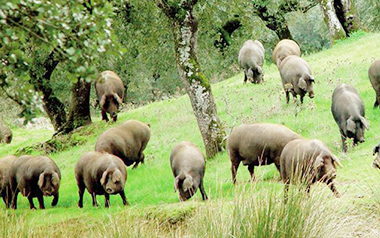 智能养猪控制解决方案